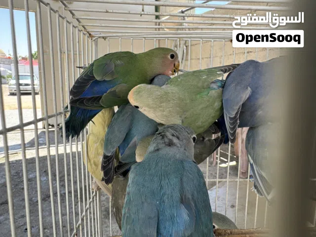 لاف بيرد للبيع