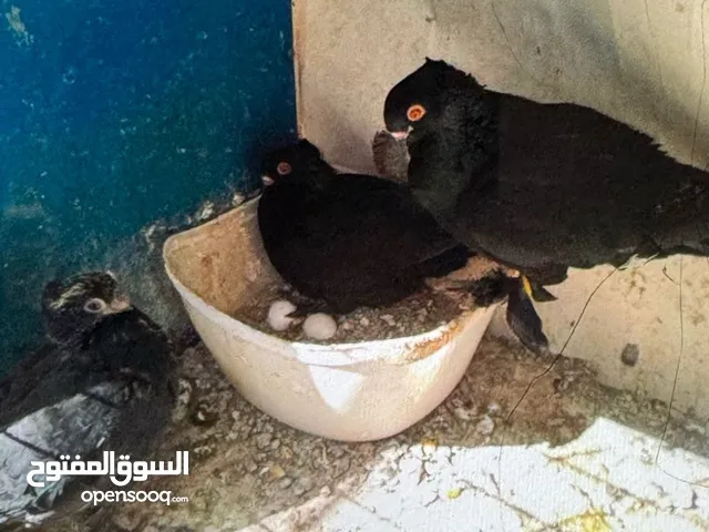 جواز للبيع لعدم تفرغ