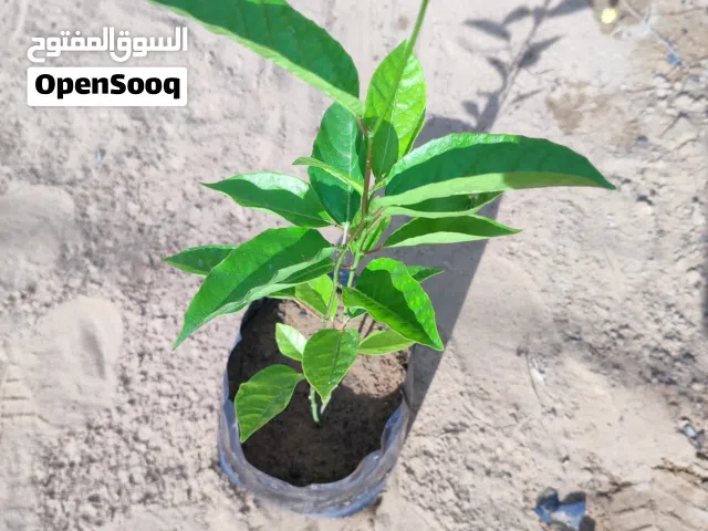 شتلات باشن وتين