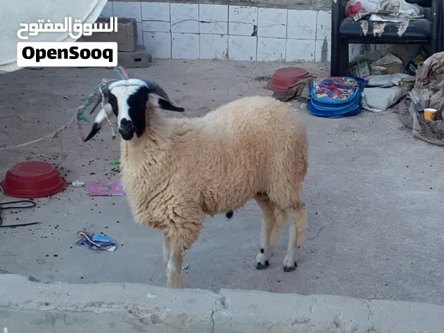 كبش للبيع 9اشهر