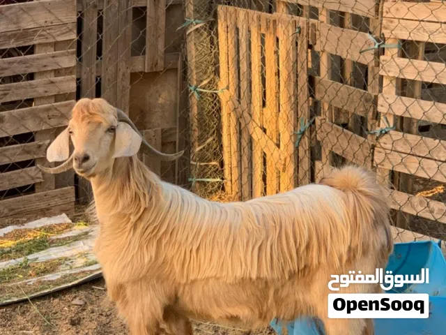 تيس غير مخصي
