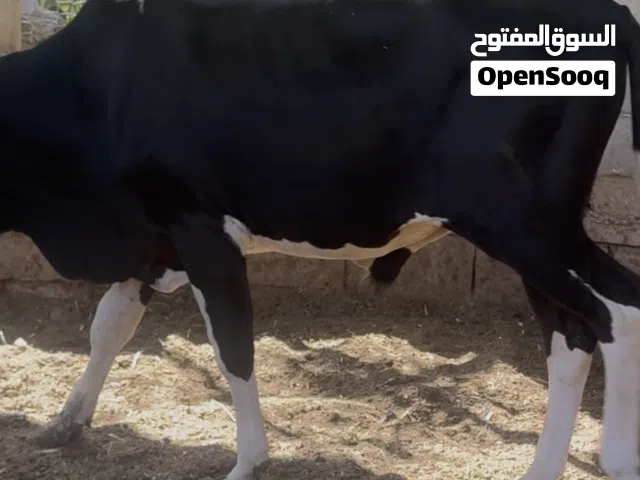 سلام عليكم عندي شفوجه وعندي عجوله بلاش بلاش تعال شوفهن وني بل خدمه بلاش