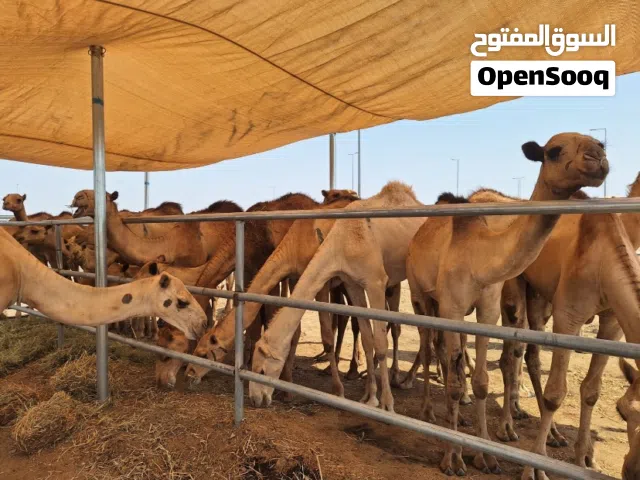 وصول دفعه جديدة من القعدان المطعومه فرصة للمشترين