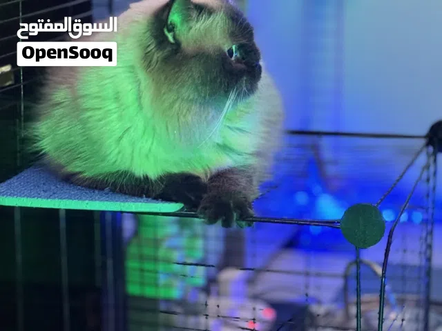 Persian and Himalayan male cat