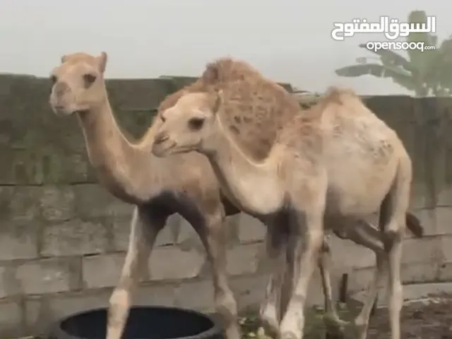 جعدان محليات نظاف وسمان