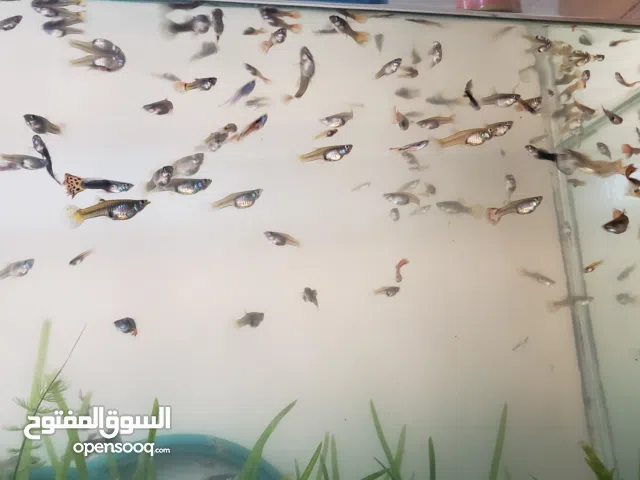 جملة الجملة سمك زينة يمني