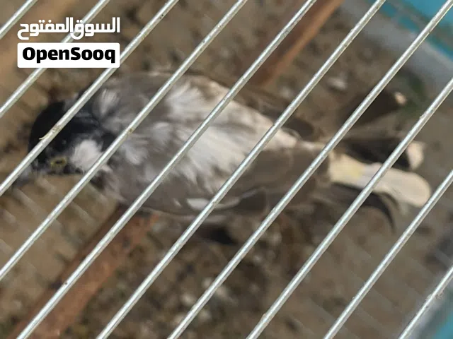 بلابل عراقيه بوارين زوج +وفحل فردي