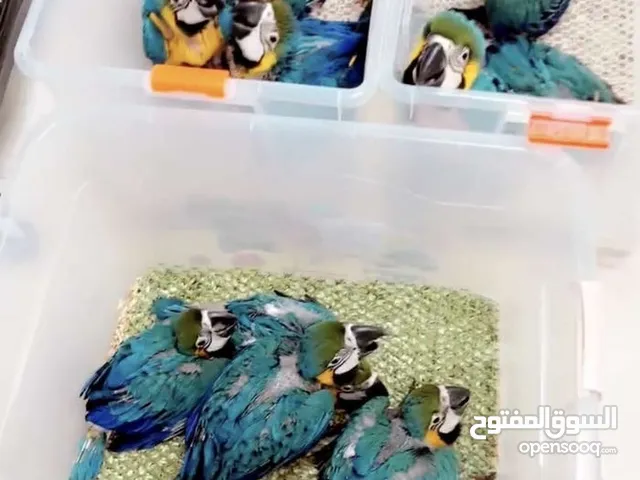 مكاو فروخ من شهرين ونص الى الى اربع اشهر