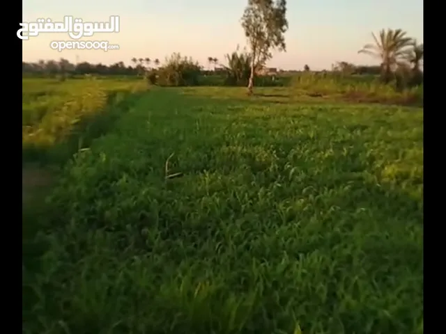 ارض زراعيه للبيع في دمياط القديمه ( الجواهره تقسم عبده الدالي ) والسعر قابل للتفاوض !