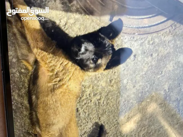 خدمة ديلفري وتوصيل من الضفة الاى الداخل