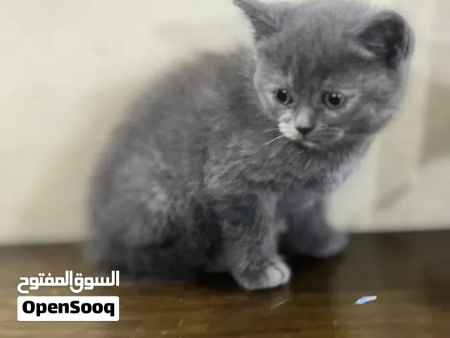 British kitten 1.5 months