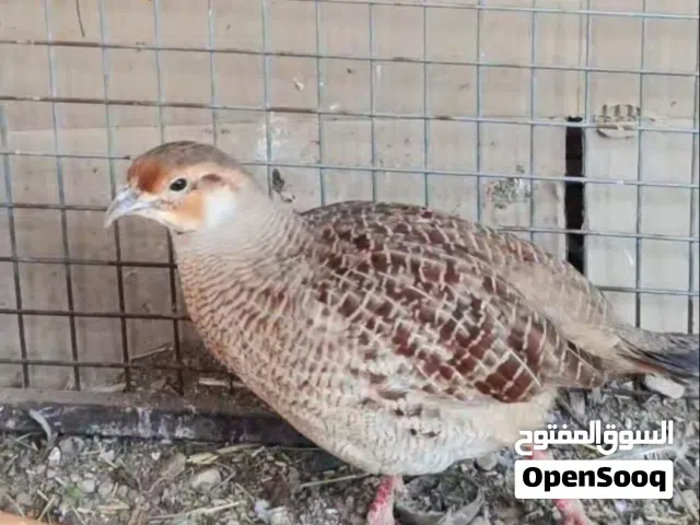 للبيع صفرد باكستاني ذكر