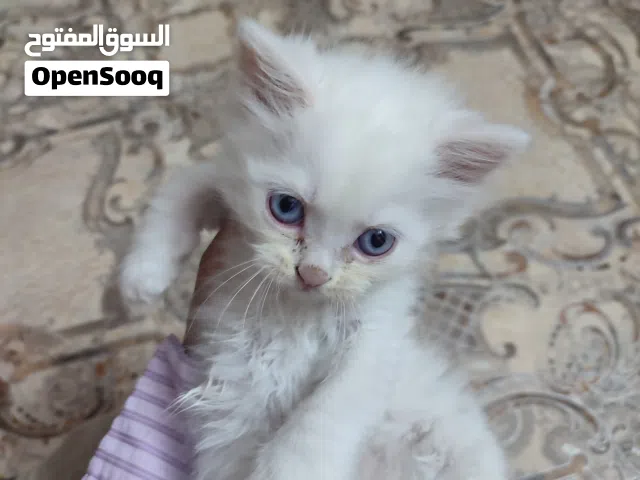 قط للبيع لون ابيض