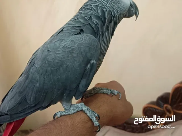 كاسكو دبل جامبو أليف متكلم