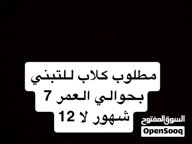 كلب للتبني