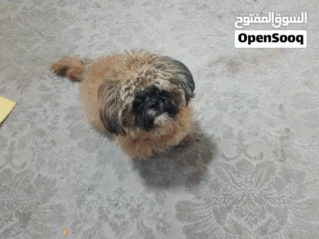 للبيع للبيع