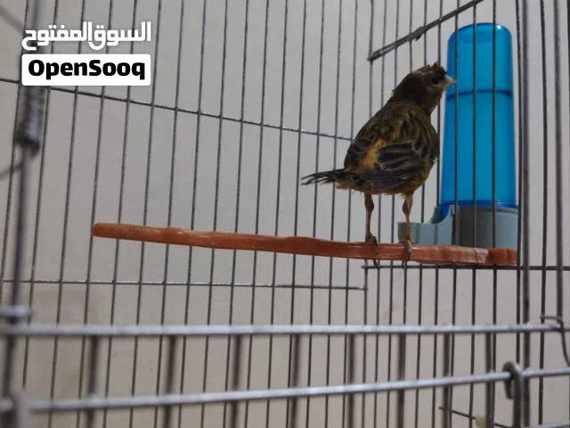 متاح فحل مقنبر جاهز ع الطيره مباشره بصلاه ع النبي الفحل كساره ماشاء الله كمل اقرا الوصف