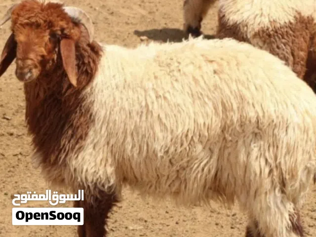 خروف نعيمي 2026 ضحايا العيد المقبل متوفر التوصيل داخل الامارات وخارج الامارات والكميات على الطلب متو