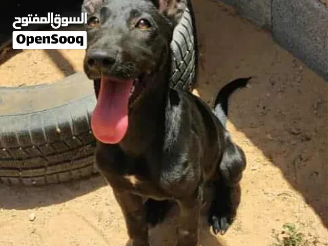 جروه مينوا مكسيكي