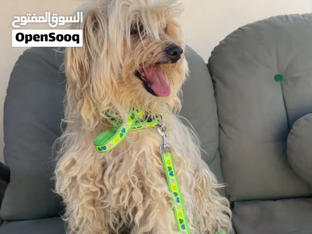 كلب مالتيز اقرا الوصف