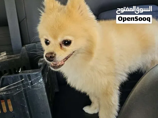 2 كلاب اجنبي للبيع