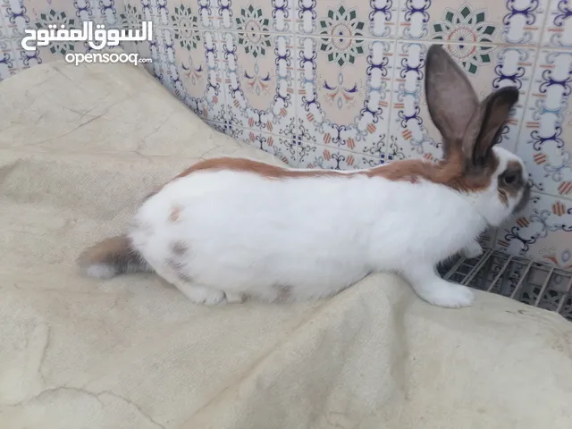 أرانب بابيون عملاق فرنسي