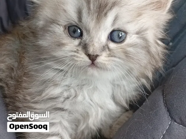 قطط شيرازي ذكر وانثى عمرهم شهرين وراغدول انثى عمرها 50يوم متعودين على الليتر بوكس وتاكل دراي فود و و