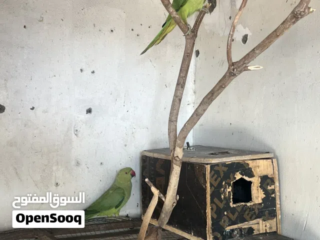 للبيع زوج كوكتيل جاهز و متوه 2 اناث