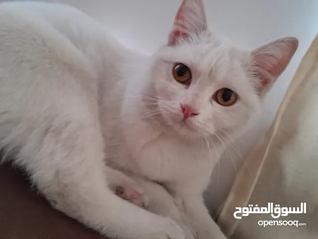 قطه نثيه عمر كم شهر