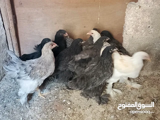 دجاج براهمي