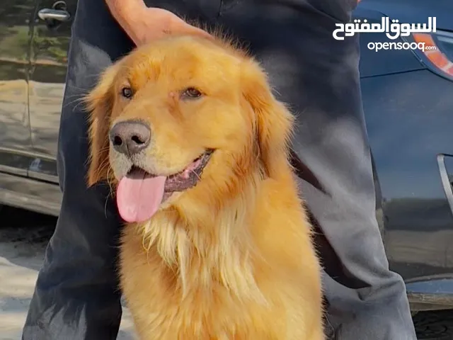 كلب جولدين ريتريفر للبيع بسعر مميز جدا