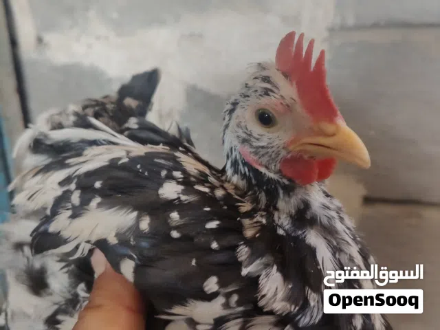دجاج للبيع