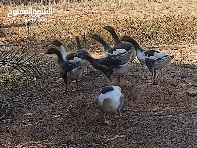 وزا لبيع مكان قصر بن غشير