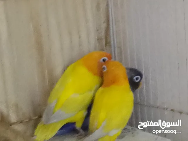 طيور قندوره للبيع زوج زوجه اليفين نوعيه روز الزرق هدية