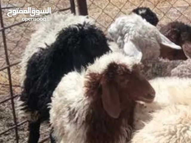 مطلوب جدي عدد 15 تحت حليب أمو حديث الولادة الله يطرح البركة للجميع و يحسن الجبر