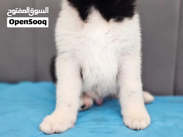 جرو اكيتا امريكي