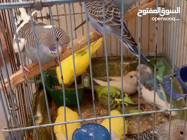 عصافير بادجي واسترالي واسبانجل
