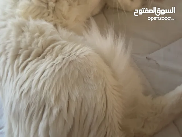 قط ذكر للتبني