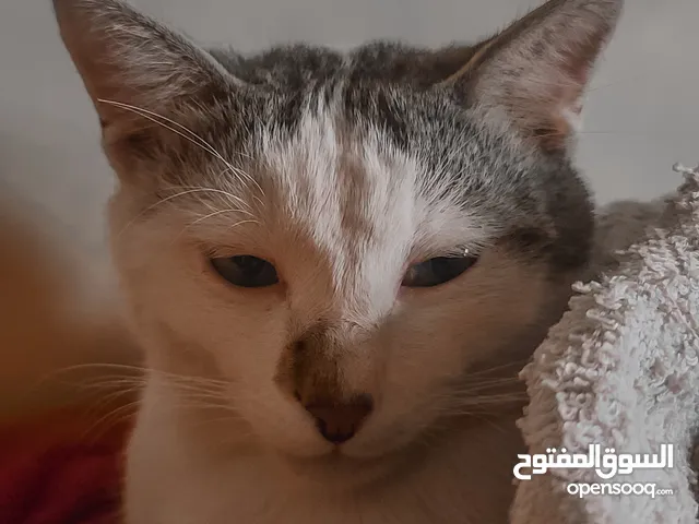 السيد مكش يحتاج الا زوجه ضروري
