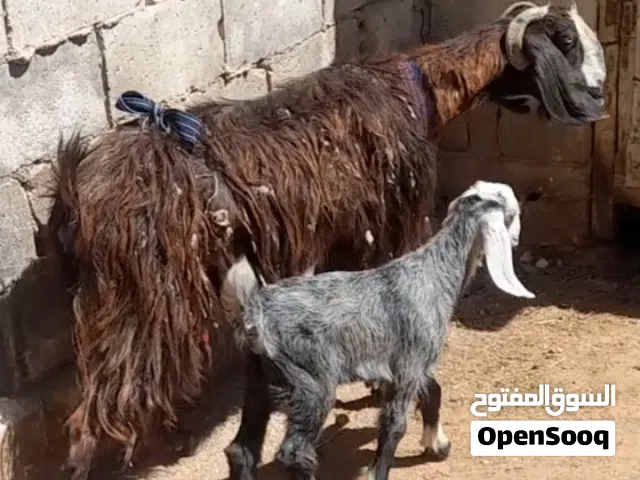 عنز سن جمع معها صخله عمر شهرين للبيع الموقع سحاب