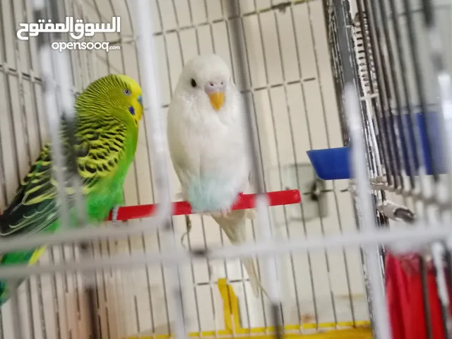 جوز عصفير حب البيضه انثا والاخضر ذكر مع قفص وكوخ