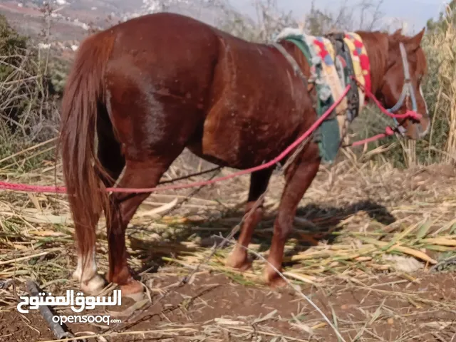 م للبيع في السلط