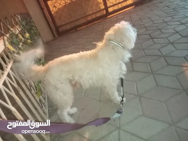 مالتيز ذكر كلب لعوب أليف مع الأطفال