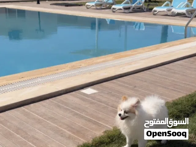 بومرينيان للبيع العمر سته شهور