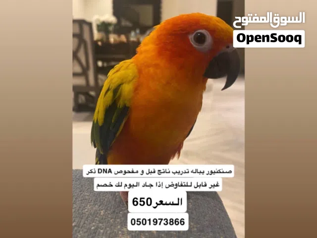 مفحوص ذكر DNA ألوان قوية وطبعه هادي. السعر 650 – وفي خصم للجاد.