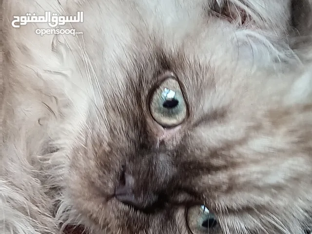 قطط عدد 5 بسعر مناسب جدا جدا ومغري مستوى عالي عالي جداً لعشاق التميز والإبداع قطط راغدول مكس وبريتش
