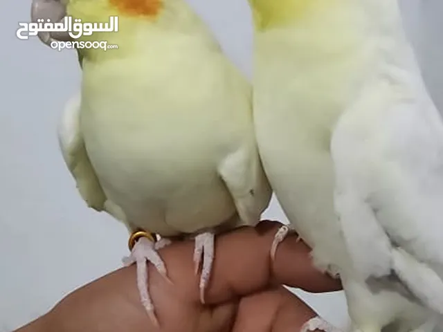 زوج كوكتيل ألبينو