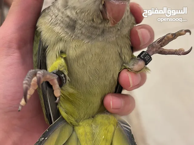 كويكر. عمر 8 شهور مروض حجم جامبو