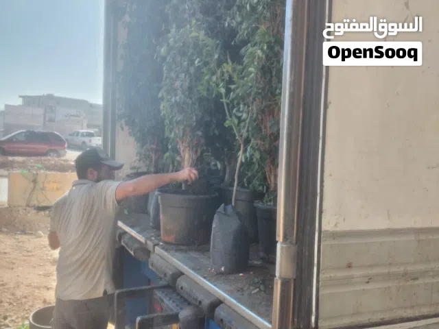 مشتل افريقياء  جميع النباتات وزهور