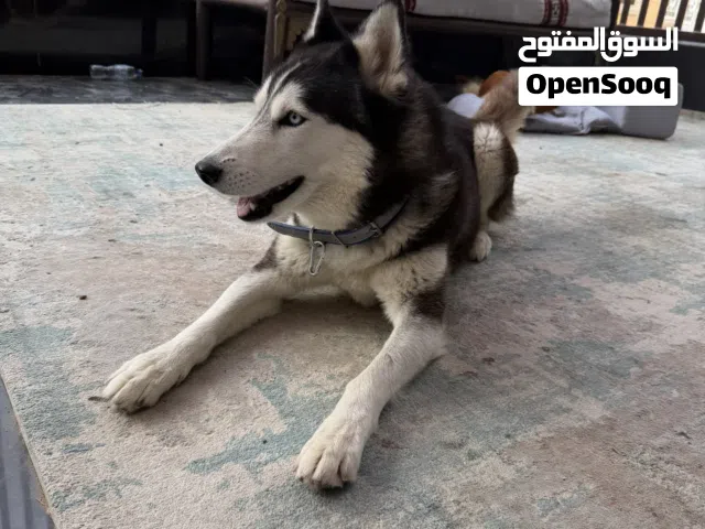 كلب هسكي العمر سبع شهور و قابل للتفاوض 2250 pure husky